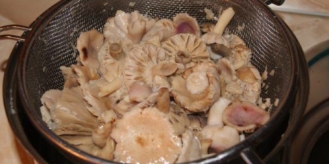 Koliko kuhati russula: prije prženja, zamrzavanja i soljenja